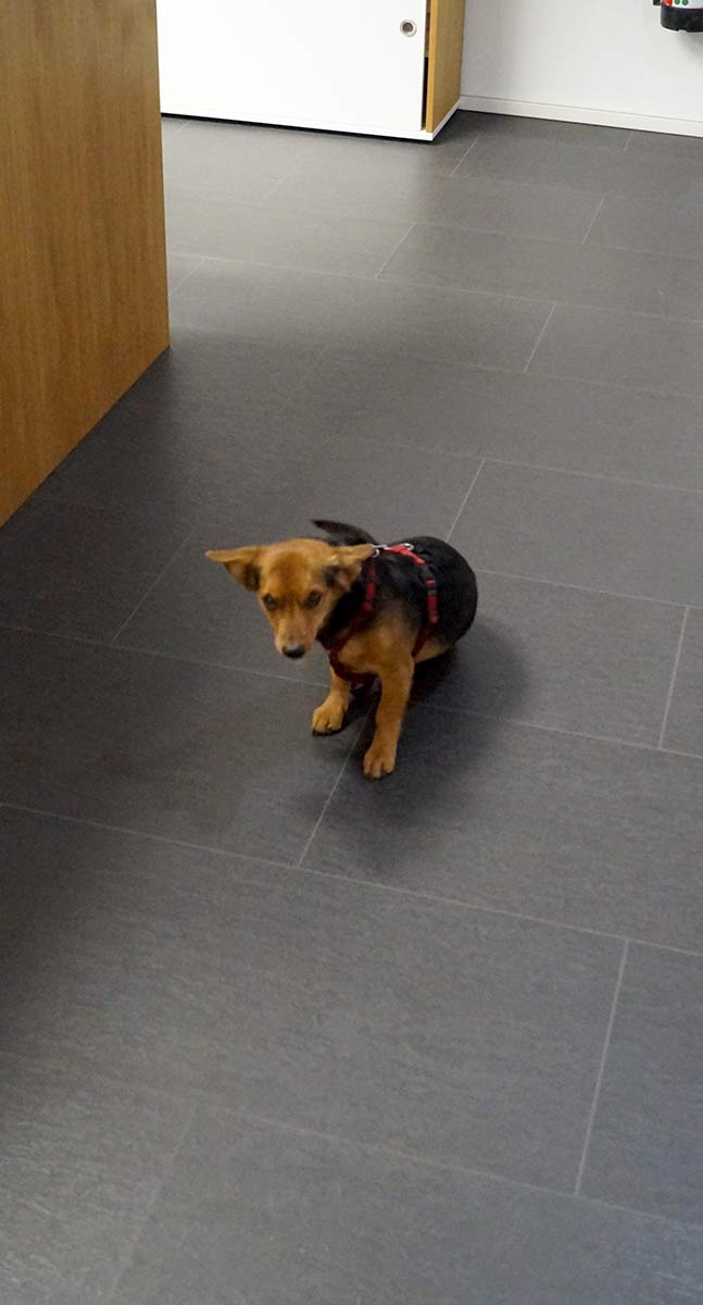 Delafair Jobs - unser Bürohund